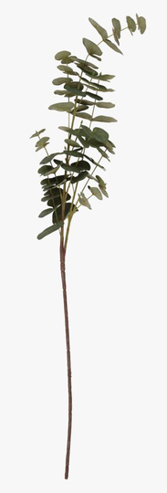 Eucalyptus oksa vihreä