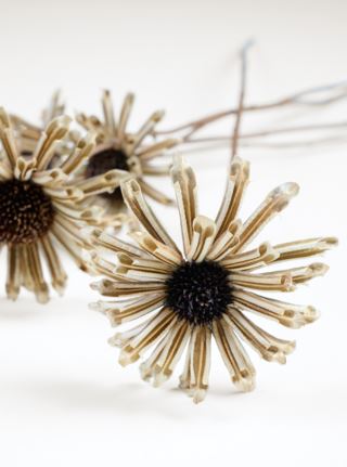 Chrysanthemum brown kuivakukat ruskea