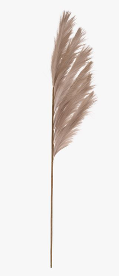 Pampas grass kukka beige