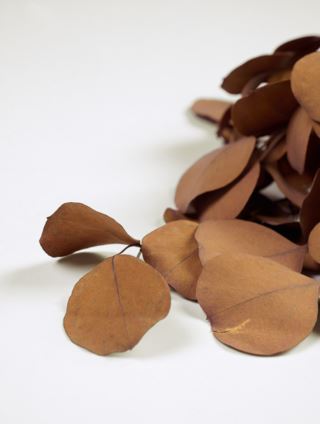 Malus leaves oksa ruskea